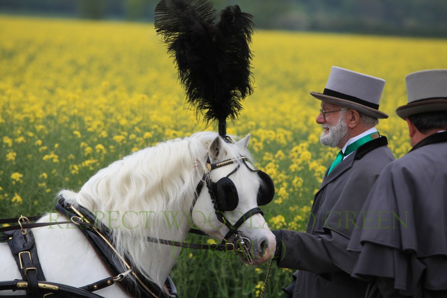 Respect pet burial staff with white horse for funeral service