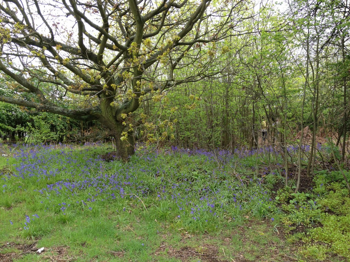 Respect Bawtry - Bluebell Wood - Respect Woodland Green Burial Parks