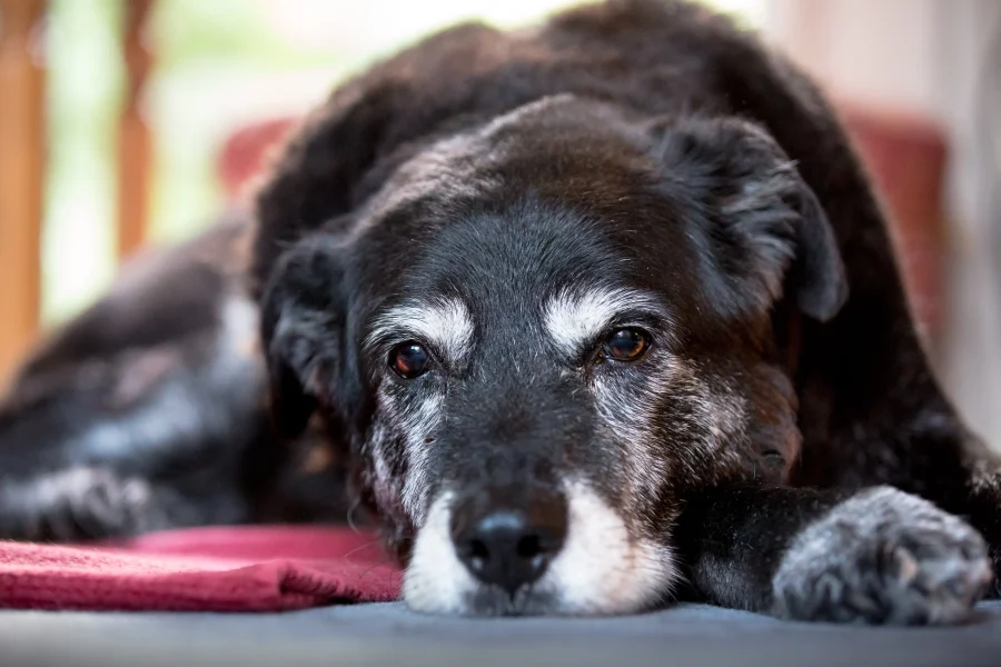 Respect pet burial for old black and white dog.
