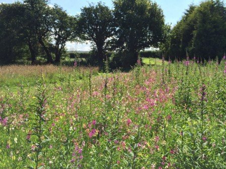 Pink wildflowers at respect funeral services woodland burial site.