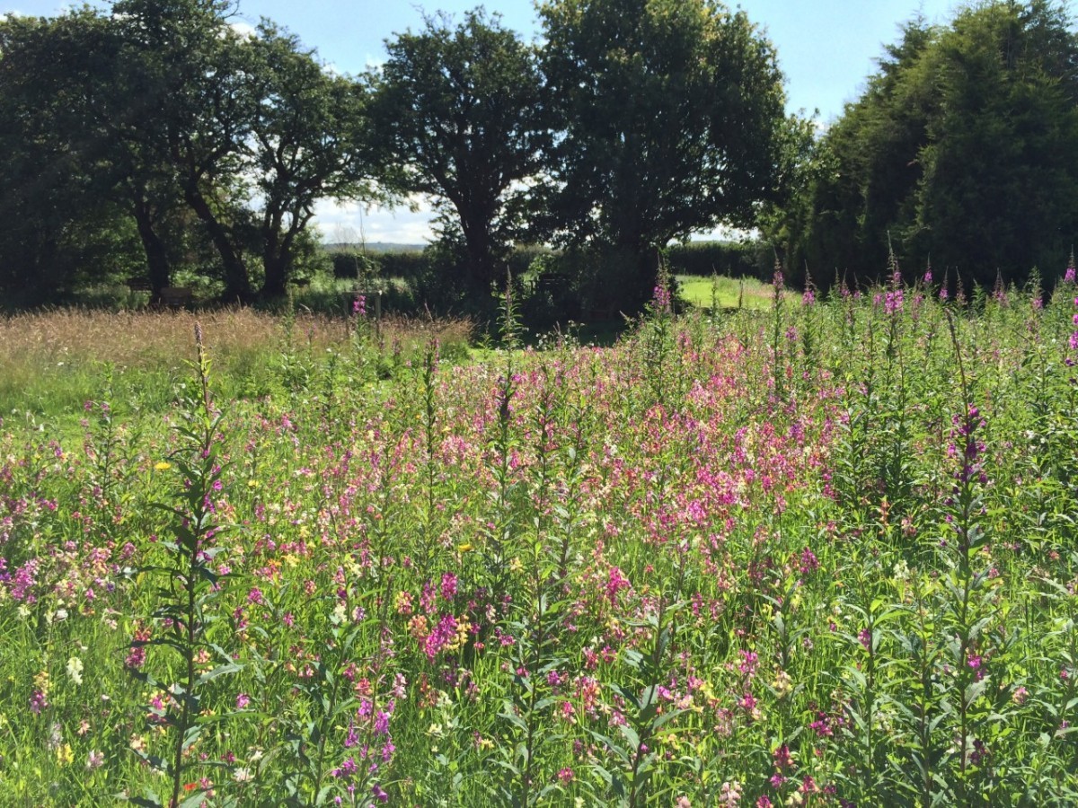 Pink wildflowers at respect funeral services woodland burial site.
