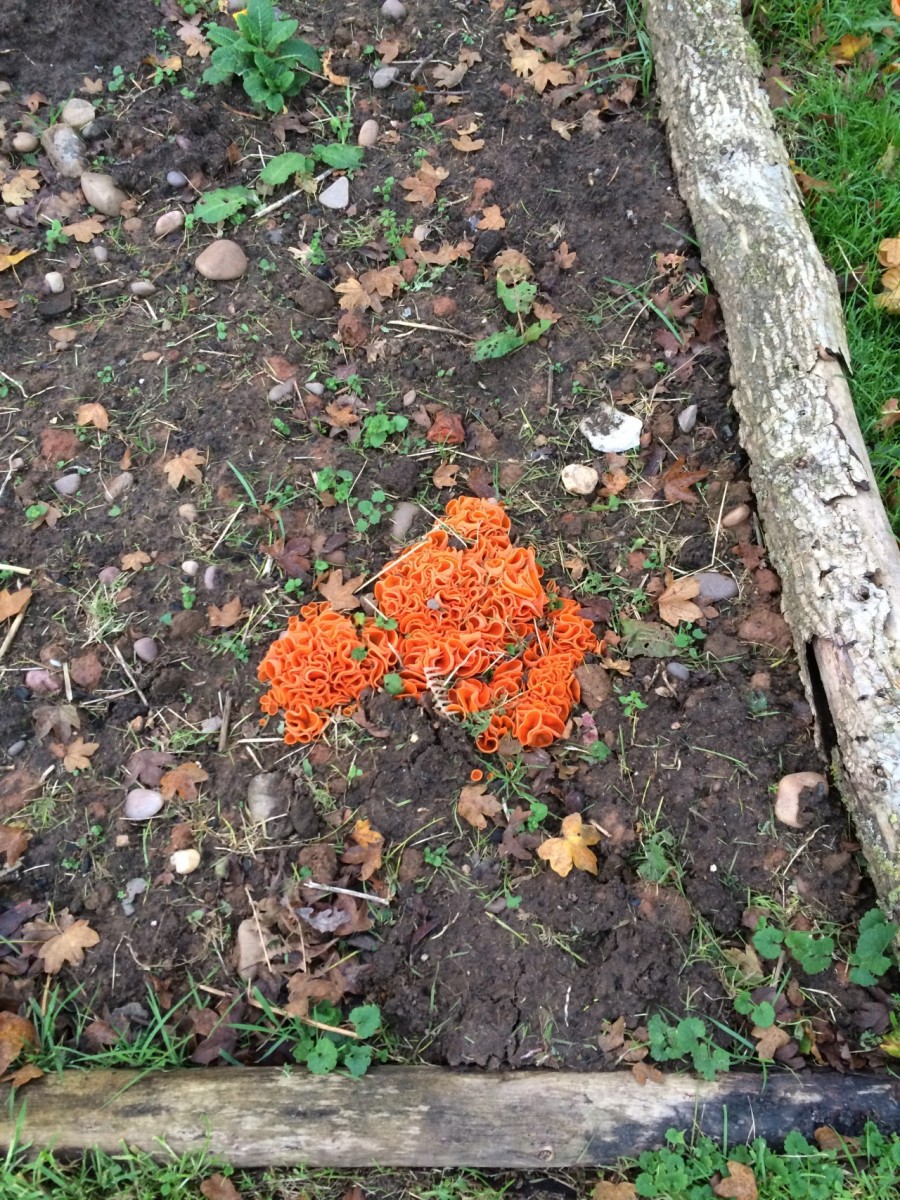 orange-peel-fungus-respect-woodland-green-burial-parks