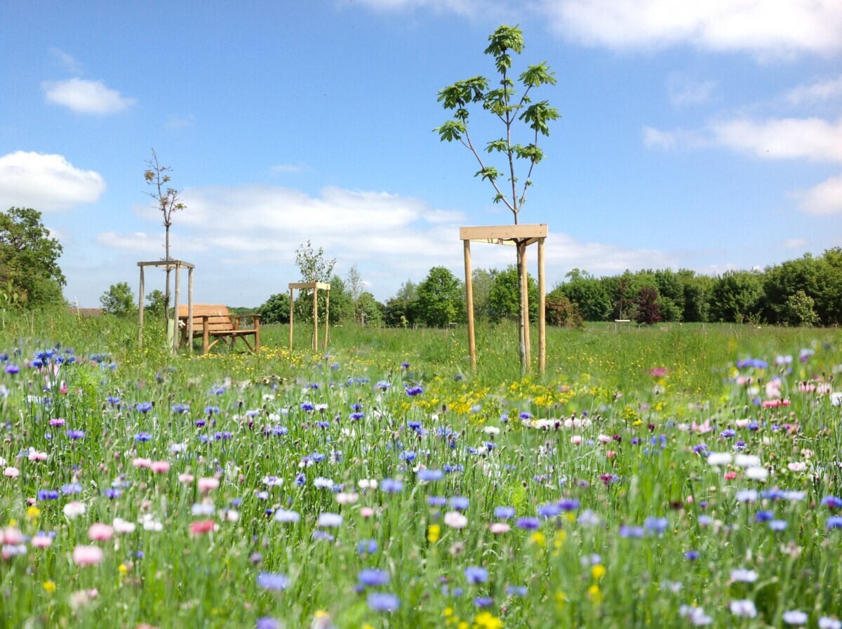 Beautiful flowering field for direct cremations.