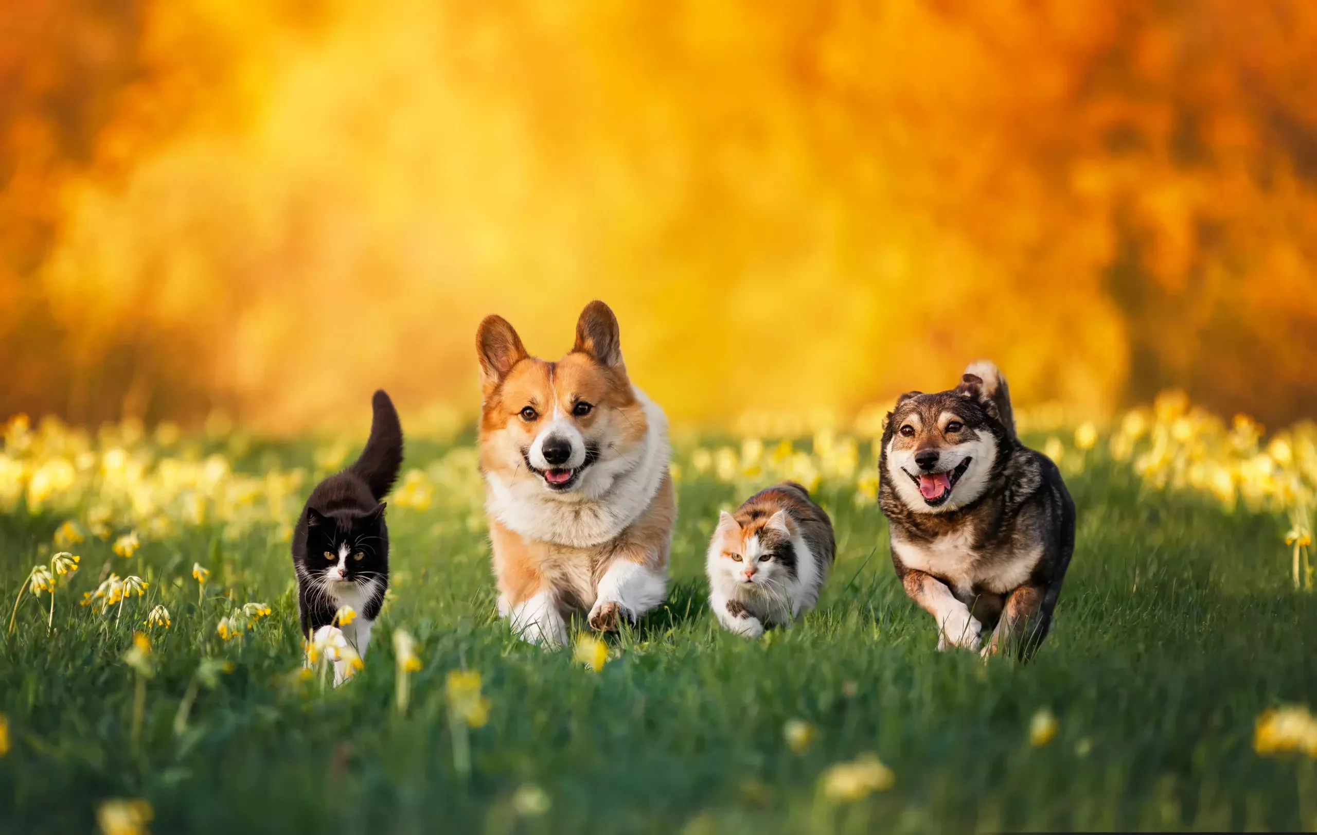 Two cats and two dogs running in beautiful flowered park.