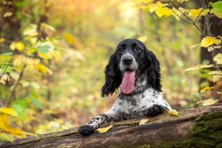 Pet burial at Respect Pet Burial