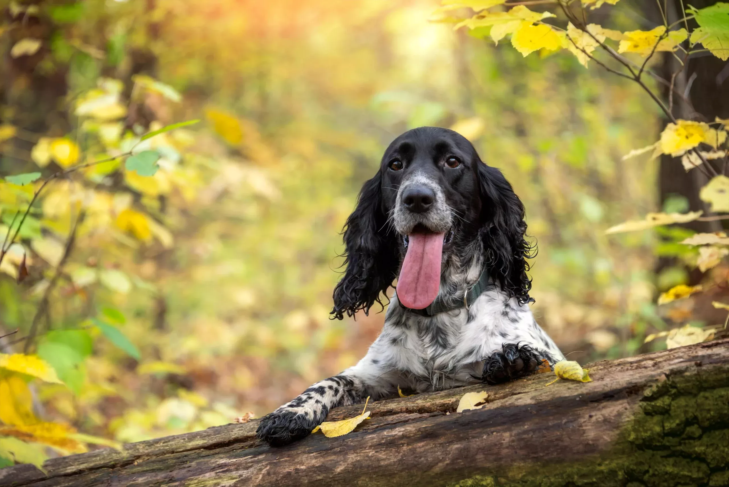 Pet burial at Respect Pet Burial