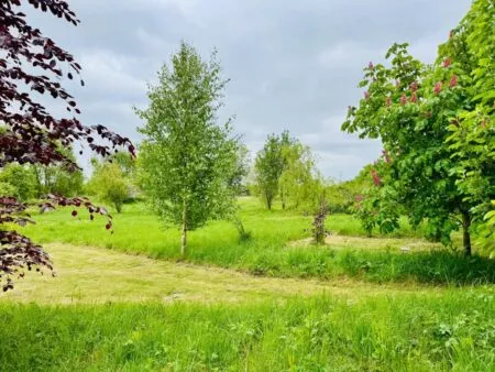 Direct funerals on a budget at Respect woodland burial ground