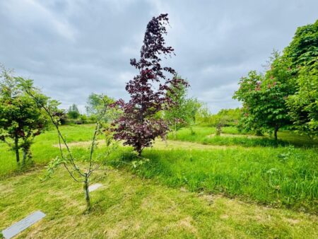 Woodland green burial with ceremony at Respect Funeral Services