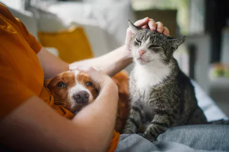 Planning a pet burial with pet dog and old cat on owners lap.