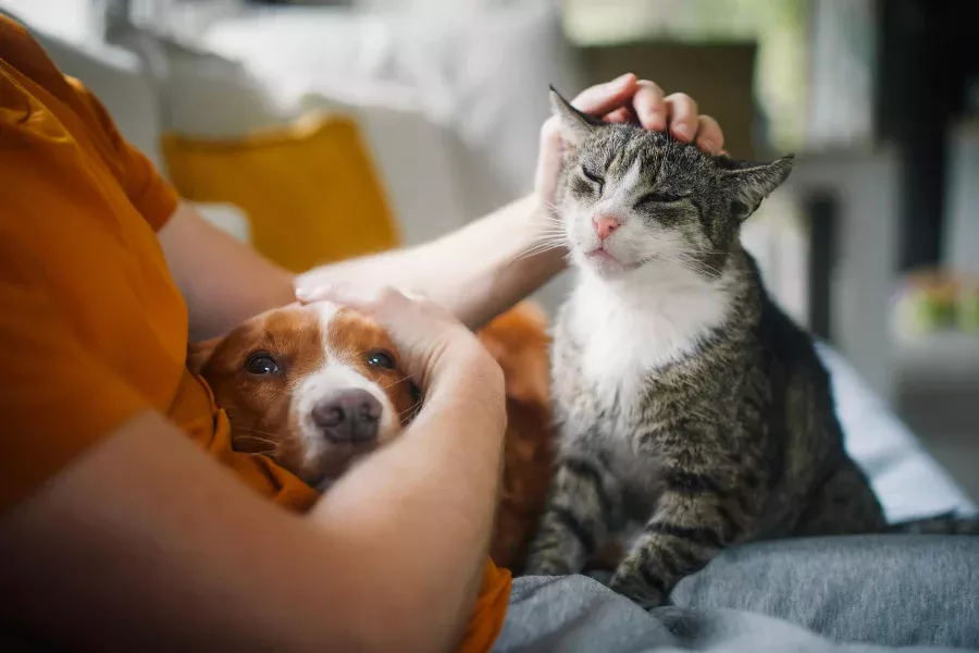 Planning a pet burial with pet dog and old cat on owners lap.