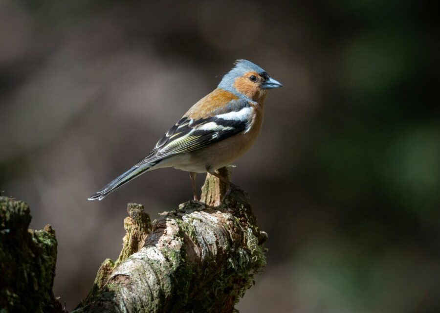 British bird identifier guide Chaffinch.