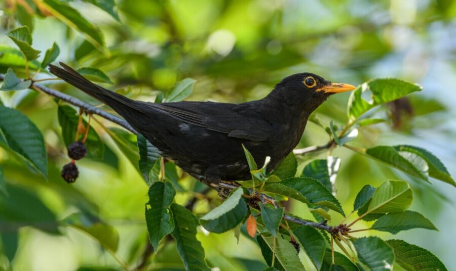British bird identifier guide Blackbird.