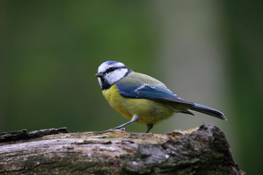 British blue tit on bark.