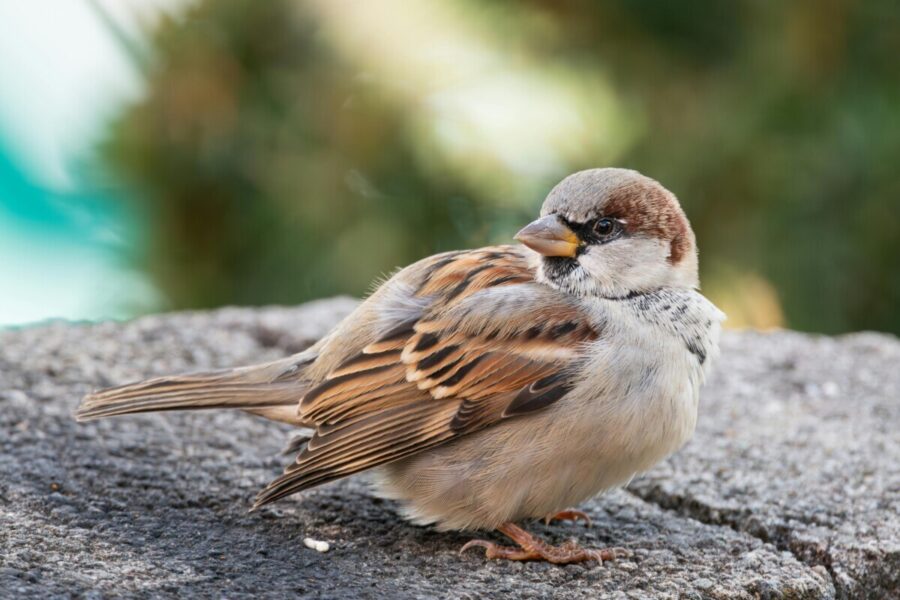 British bird identifier guide House Sparrow.