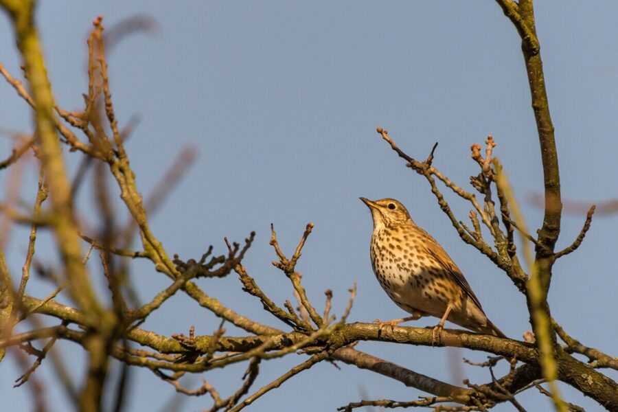 British bird identifier guide Song Thrush.