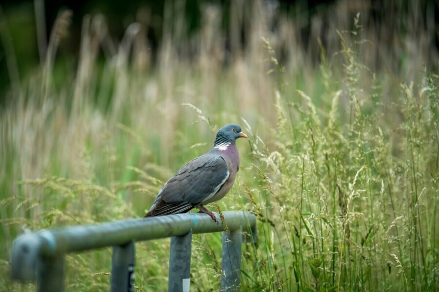 British bird identifier guide Wood Pigeon.