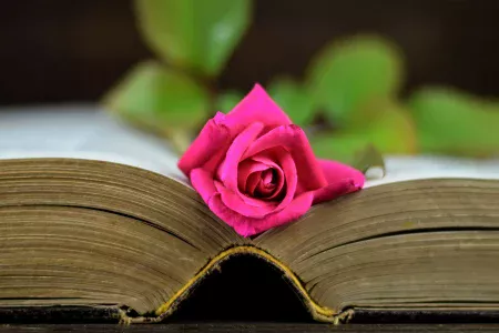 Pink rose and book of funeral poems for Mum at Respect woodland burial park.