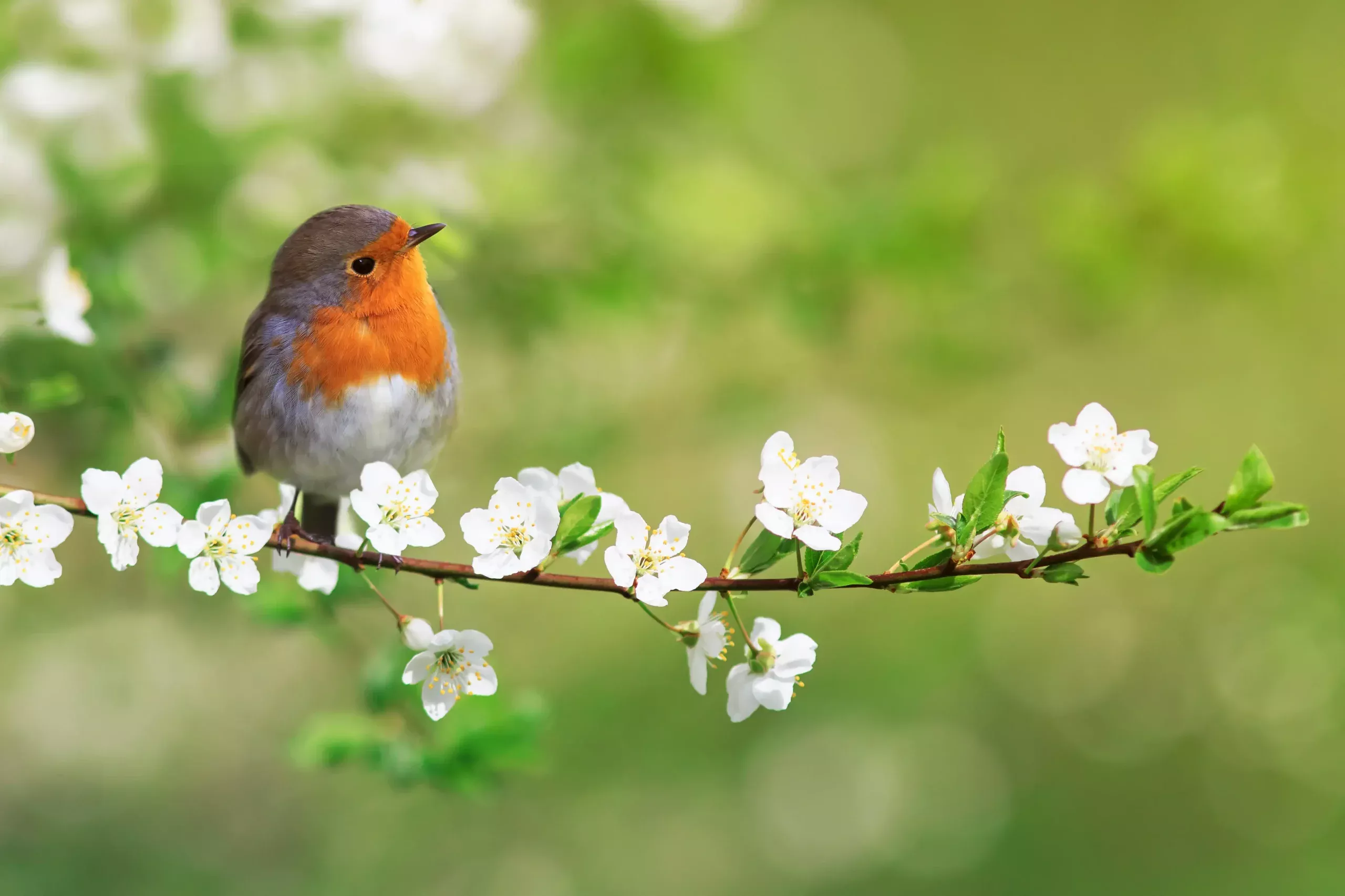 Robin on a branch with beautiful white flowers.