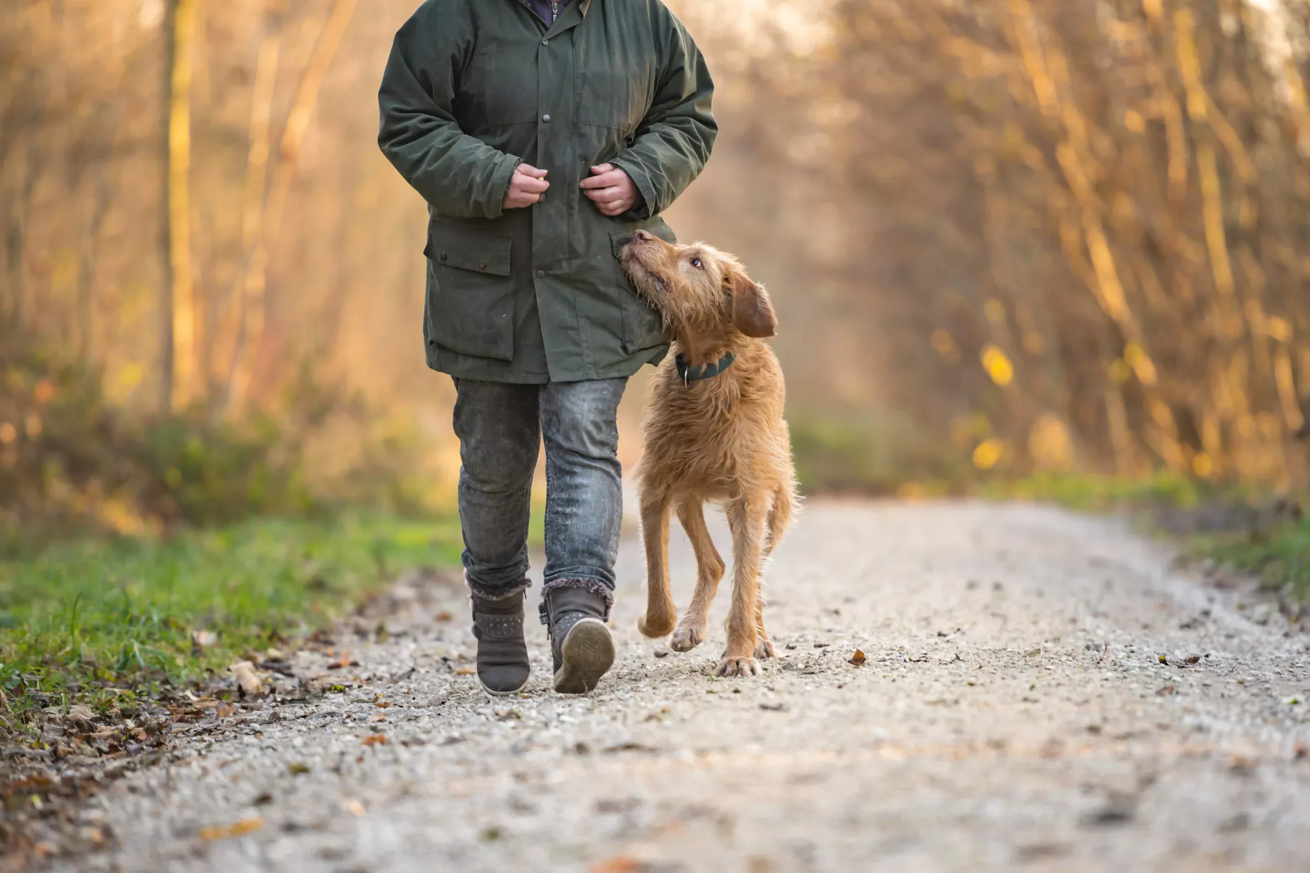 Old dog on walk with owner in beautiful woodland countryside.